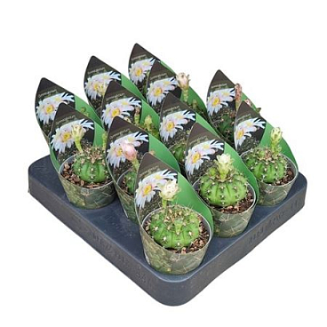 Gymnocalycium Anisitsii Potcover