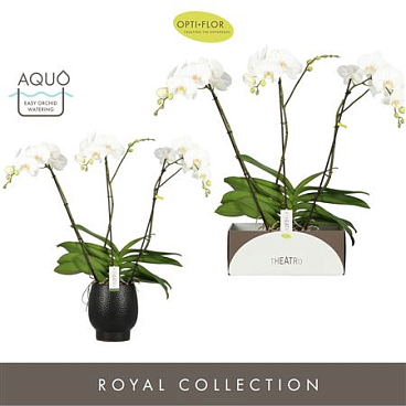Phal 3st Theatro Classico In Abruzzo Black Aquo