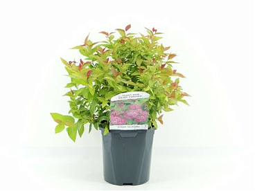 Spiraea Jap Goldflame