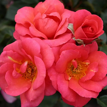 Роза чайно-гибридная Фламинго