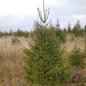 Ель обыкновенная срезанная