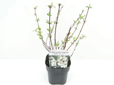 Philadelphus Belle Etiole