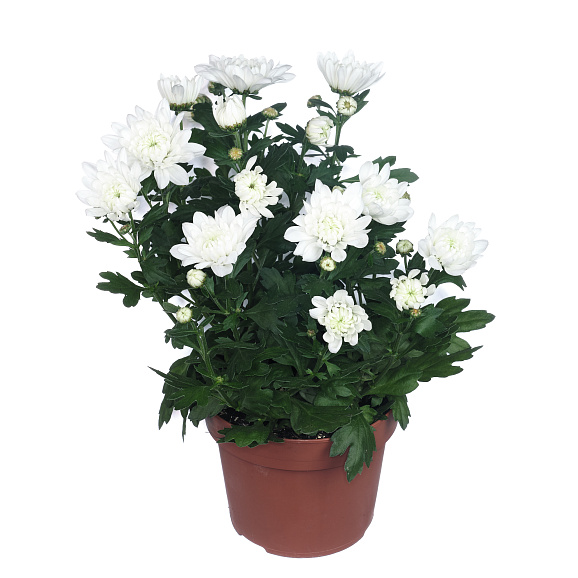 Хризантема Белая Кристалл