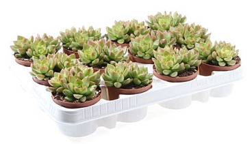 Sedum Adolphi