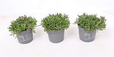 Delosperma Lido Pink