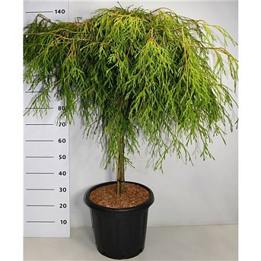 Thuja Plic Kager's Beauty On Stem