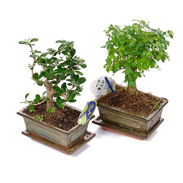 Бонсай Микс в керамике