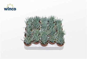 Senecio Serpens Minor