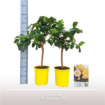 Citrus Cedro On Stem