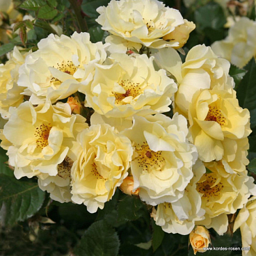 Роза парковая Голдшпатц