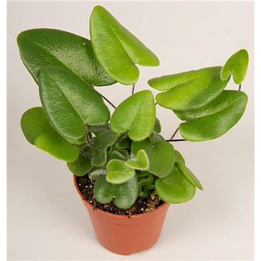 Гемионит Арифолиальный