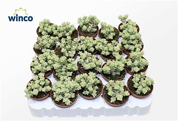 Crassula Marn. Tom Thumb Variagata