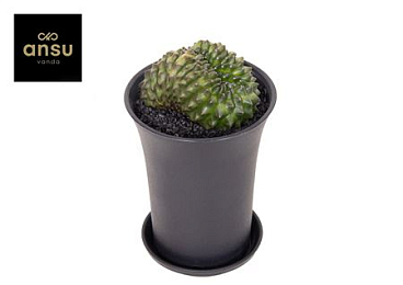 Gymno Cactus 'spineless' Bridge