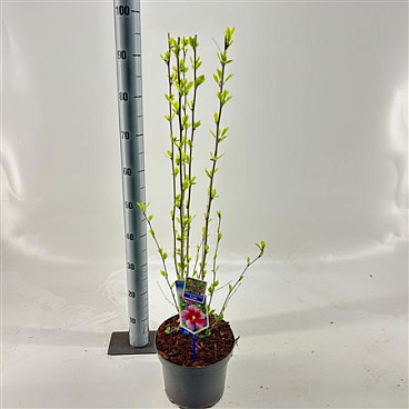 Hibiscus Syr Flower Tower Purple
