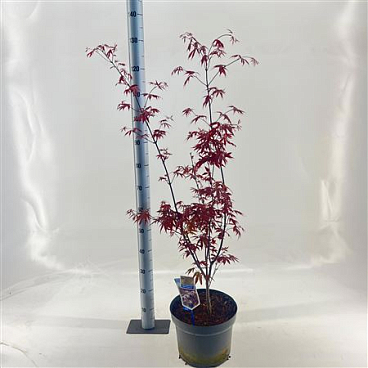 Acer Palm Red Emperor