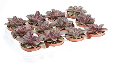 Echeveria Racemosa