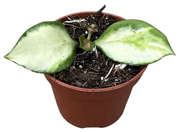 Hoya Heuschkeliana Variegata
