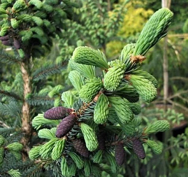 Ель мариана Байснери