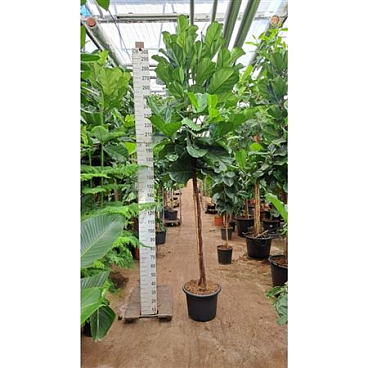 Ficus Lyrata Twisted Stem