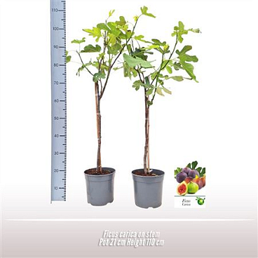 Ficus Carica On Stem