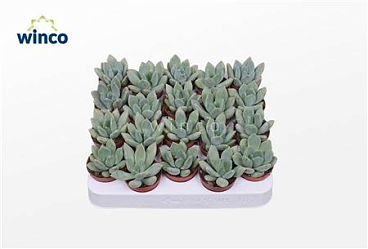 Pachyveria Grey Crown