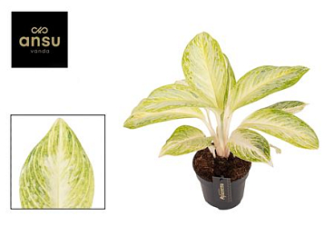 Aglaonema Arctic Lime