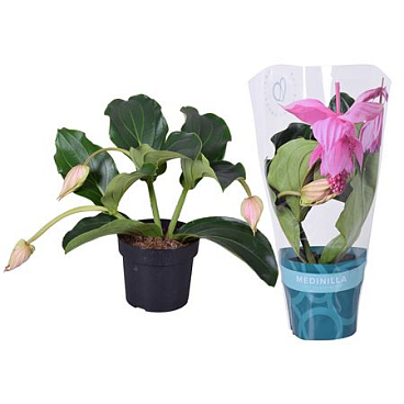 Medinilla Magnifica Pinatubo 3+