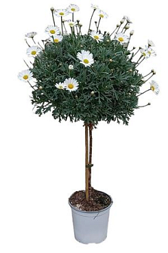 Argyranthemum Frutescens On Stem