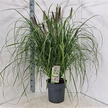Pennisetum Al Black Beauty