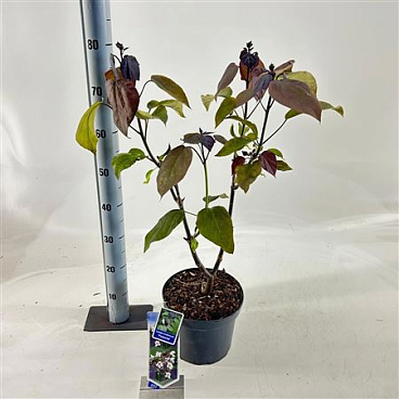 Catalpa Erubescens Purpurea