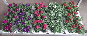 Verbena Mix