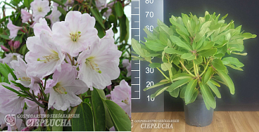 Рододендрон гибридный Фортуна Бенгта