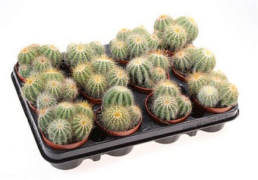 Parodia Warassii