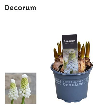 Muscari White Spear (decorum)