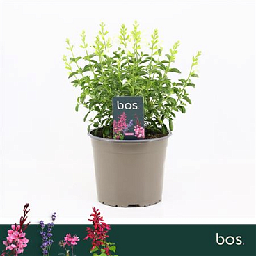 Salvia Greggii Mirage White