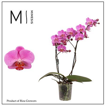 Phal 2st Fredrikstad 22+ (mimensis)