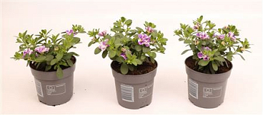 Calibrachoa Double Loopy Lavender