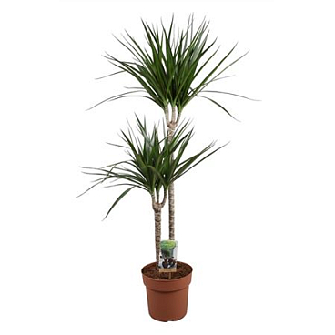 Drac Marginata 60-30
