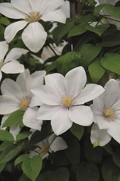 Клематис гибридный Свит Монинг