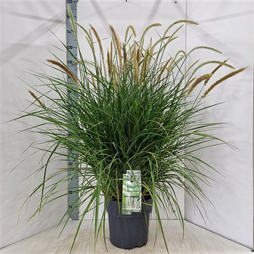 Pennisetum Or Fairy Tails