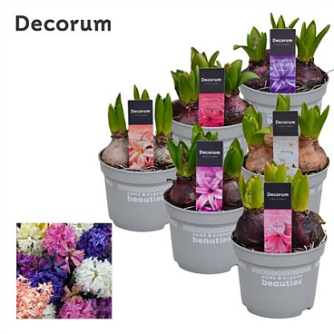 Hyacinthus Mix 3pp (decorum)