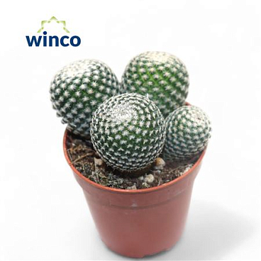 Маммилярия пербелла