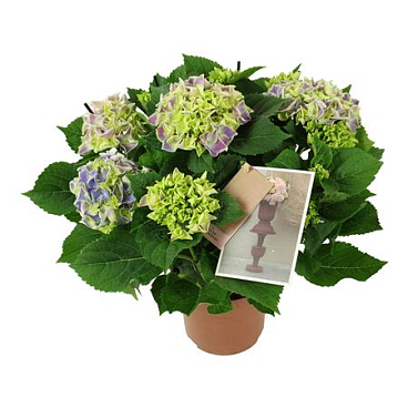 Hydrangea Ma Bicolor Blue 7+