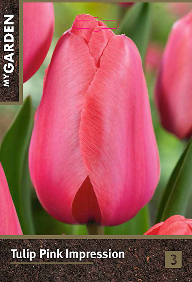Тюльпан дарвинов гибрид Пинк Импрешн