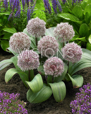 Аллиум каратавский