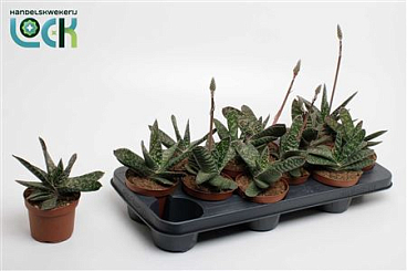 Gasteria Amour