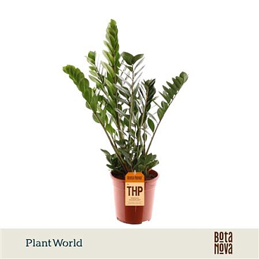 Zamioculcas 8+