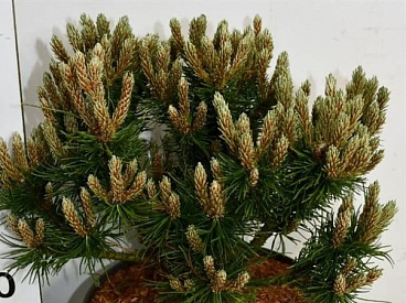 Сосна горная Хейдеперле