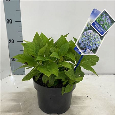 Hydrangea Ma Nikko Blue