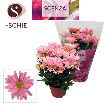 Chrys Margarita Pink (scenza)